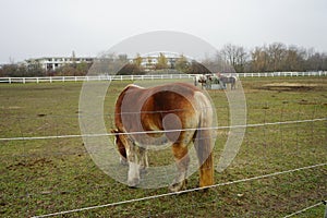 Horses graze in a paddock pasture. Stadtrandhof, Waltersdorfer Chaussee, 12529 Schoenefeld, Germany