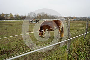 Horses graze in a paddock pasture. Stadtrandhof, Waltersdorfer Chaussee, 12529 Schoenefeld, Germany