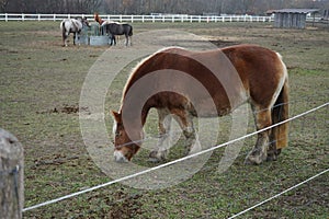 Horses graze in a paddock pasture. Stadtrandhof, Waltersdorfer Chaussee, 12529 Schoenefeld, Germany