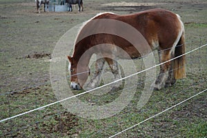 Horses graze in a paddock pasture. Stadtrandhof, Waltersdorfer Chaussee, 12529 Schoenefeld, Germany