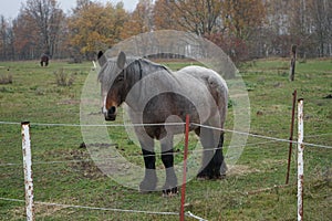 Horses graze in a paddock pasture. Stadtrandhof, Waltersdorfer Chaussee, 12529 Schoenefeld, Germany