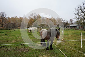 Horses graze in a paddock pasture. Stadtrandhof, Waltersdorfer Chaussee, 12529 Schoenefeld, Germany