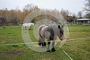 Horses graze in a paddock pasture. Stadtrandhof, Waltersdorfer Chaussee, 12529 Schoenefeld, Germany