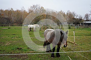 Horses graze in a paddock pasture. Stadtrandhof, Waltersdorfer Chaussee, 12529 Schoenefeld, Germany