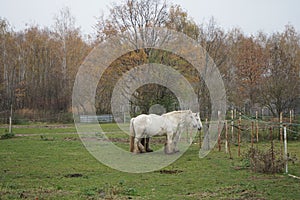 Horses graze in a paddock pasture. Stadtrandhof, Waltersdorfer Chaussee, 12529 Schoenefeld, Germany