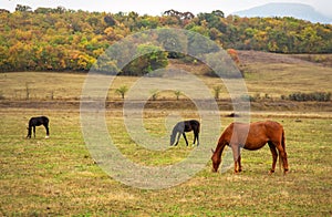 Horses graze in the pasture in the autumn.