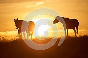 Horses graze on pasture at sunset.