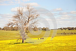 Horses graze peacefully amongst the grass and yellow flowers fie