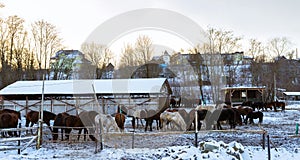 Horses graze on snow-covered farm in winter Ropsha