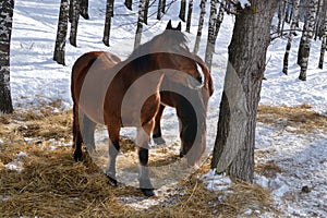 Horses graze in a snowy forest