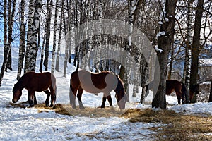 Horses graze in a snowy forest