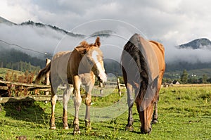 Horses graze in the sun-drenched meadow. Mountains of Ukraine