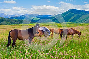 Horses are grazed on a meadow