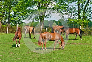 Horses are grazed on a meadow