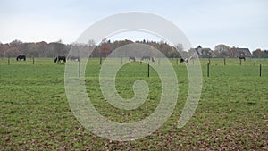 Horses are grazed on a meadow in the foggy autumn afternoon. Lower Saxony.