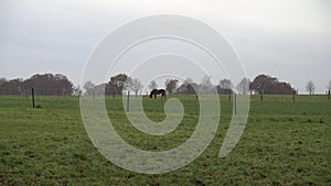 Horses are grazed on a meadow in the foggy autumn afternoon. Lower Saxony.