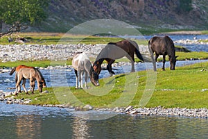 Horses are grazed on riverbank