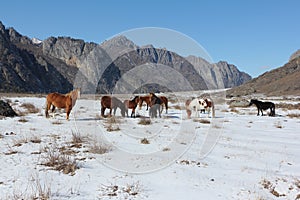Horses are grazed on a snow glade among mountains in the early s