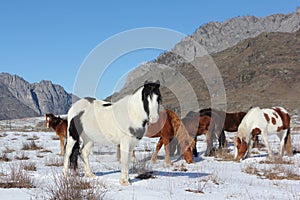 Horses are grazed on a snow glade among mountains photo