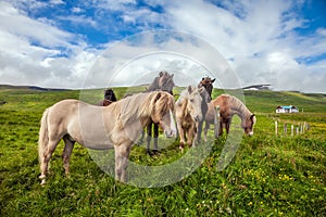 The horses grazes in the Icelandic tundra photo