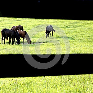Horses grazing