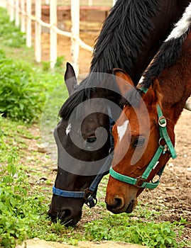 Horses grazing photo