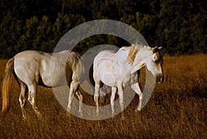 Horses grazing