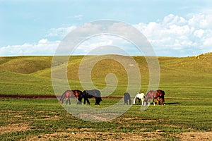 Horses Grazing