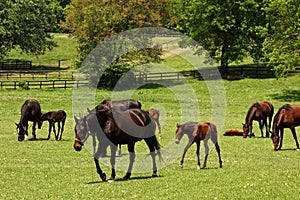 Horses Grazing