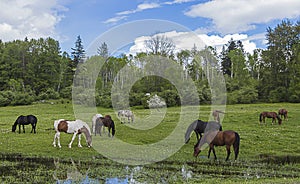 Horses Grazing