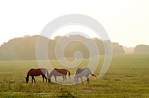 Horses Grazing