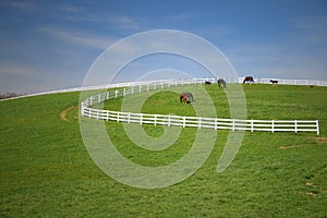 HORSES GRAZING