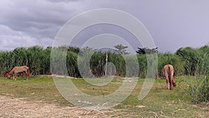 Horses grazing in the agricultural field