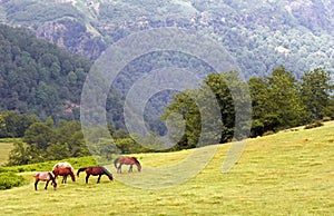 Horses grazing in Alborz