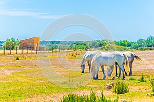 Horses are grazing Albufera national park at Mallorca, Spain