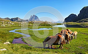 Horses grazing in Anayet plateau, Spanish Pyrenees, Aragon, Spain.