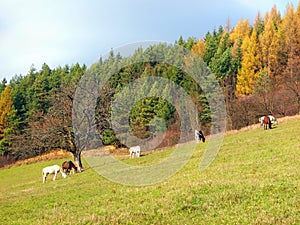 Koně pasoucí se na podzimním poli