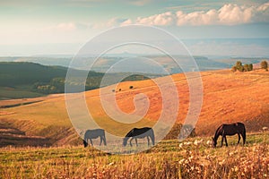 Horses grazing in the autumn mountains at sunset. Gil-Su valley in North Caucasus, Russia