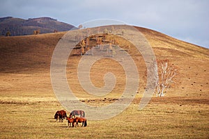 Horses grazing in autumn prairie