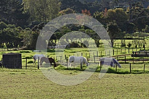 Horses grazing behind fence