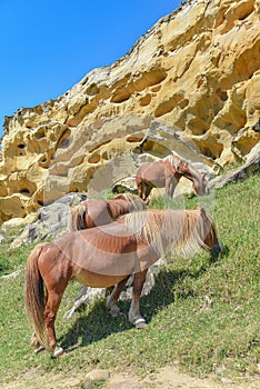 Horses graze beneath colorful sandstone rock formations on the Basque coast. Mount Jaizkibel, Hondarribia, Spain photo