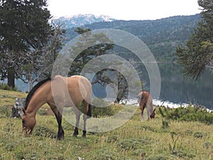 Horses Grazing Besides Moquehue Lake In Western Argentina 