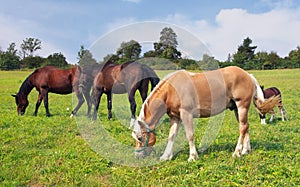 Horses grazing