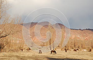 Horses grazing in colourful mountains