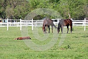 Horses grazing in corral