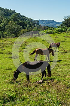 Horses grazing in the countryside of Tres Coroas - Rio Grande do Sul state, Brazil