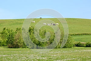 Horses grazing on distance hill