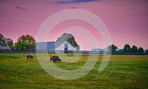 Horses grazing at dusk with horse barn in the background