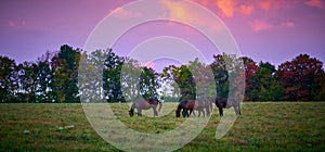 Horses grazing at dusk in a open field