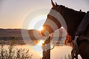 Horses grazing early morning